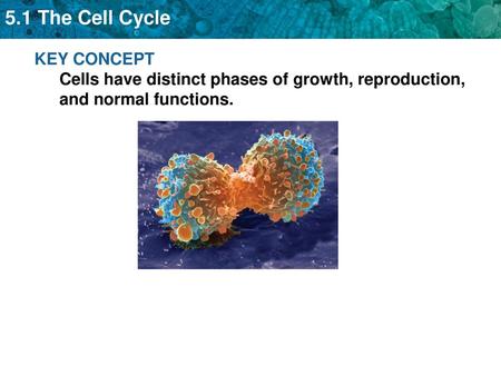 Why do cells divide? Cell differentiation in multicellular organisms (growth) Cell reproduction (asexual or sexual) Repair.