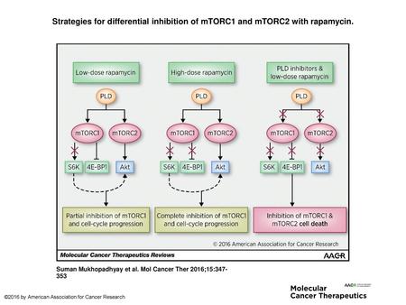 Strategies for differential inhibition of mTORC1 and mTORC2 with rapamycin. Strategies for differential inhibition of mTORC1 and mTORC2 with rapamycin.