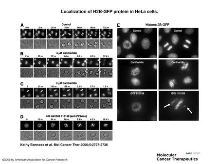 Localization of H2B-GFP protein in HeLa cells.