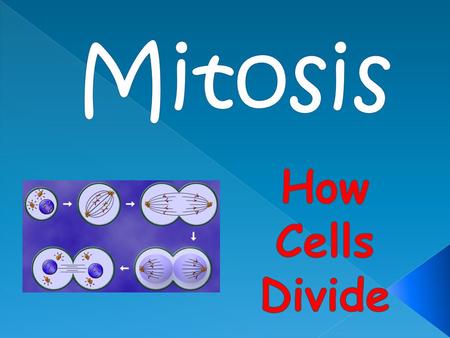 Mitosis How Cells Divide.