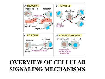 Overview of Cellular Signaling Mechanisms