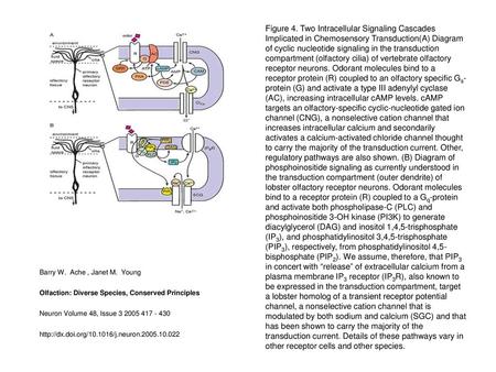 Figure 4. Two Intracellular Signaling Cascades Implicated in Chemosensory Transduction(A) Diagram of cyclic nucleotide signaling in the transduction compartment.