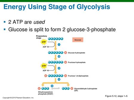 Energy Using Stage of Glycolysis