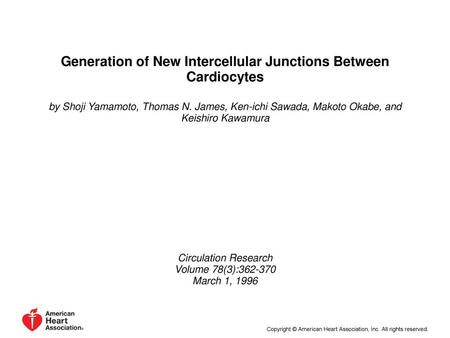 Generation of New Intercellular Junctions Between Cardiocytes
