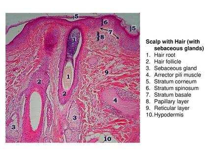 Scalp with Hair (with sebaceous glands)