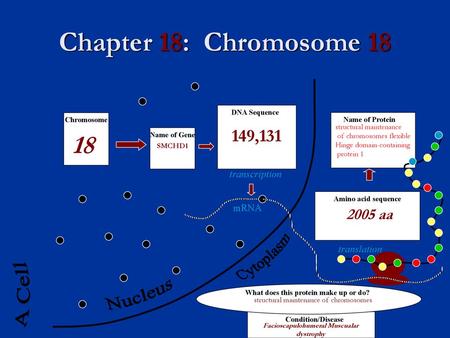 Chapter 18: Chromosome A Cell Nucleus 149, aa Cytoplasm
