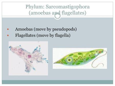 Phylum: Sarcomastigophora (amoebas and flagellates)
