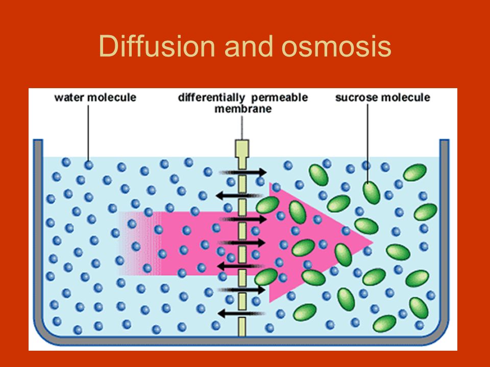 Diffusion and osmosis. - ppt video online download