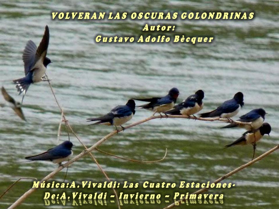 Volverán las oscuras golondrinas, poema de Gustavo Adolfo Bécquer - ppt  download