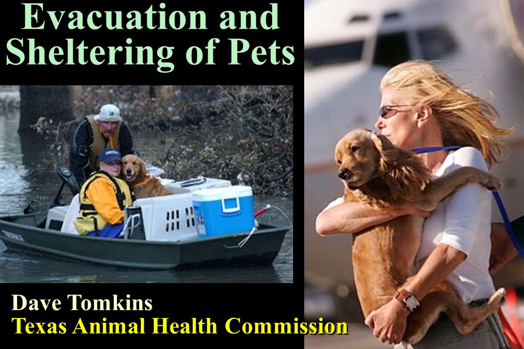1 Evacuation and Sheltering of Pets Dave Tomkins Texas Animal Health  Commission Dave Tomkins Texas Animal Health Commission. - ppt download