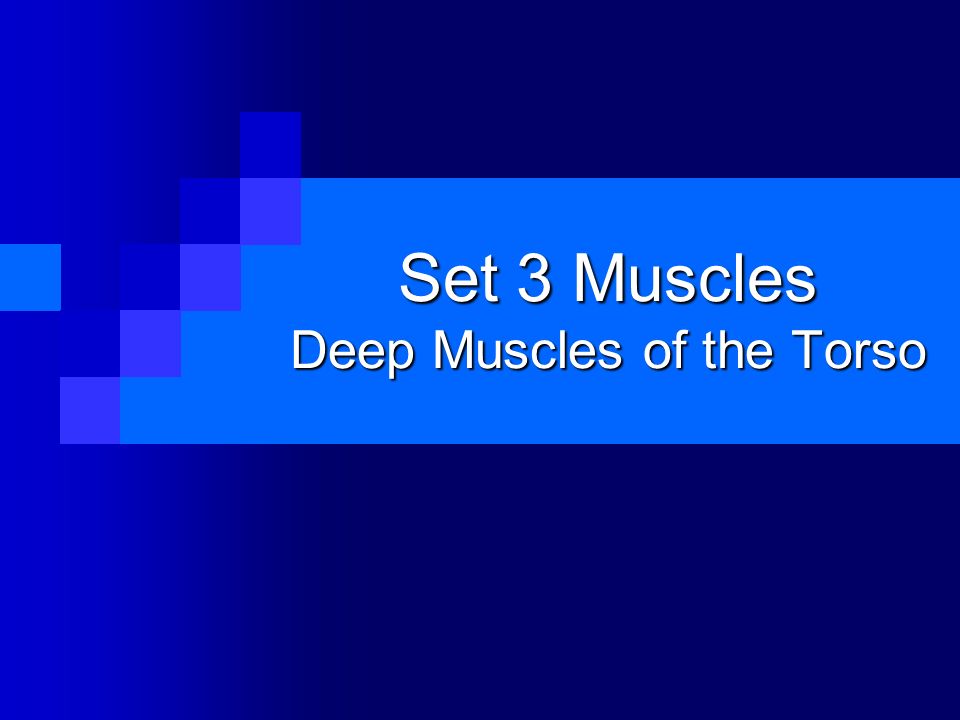 Set 3 Muscles Deep Muscles of the Torso. Multifidus. - ppt download