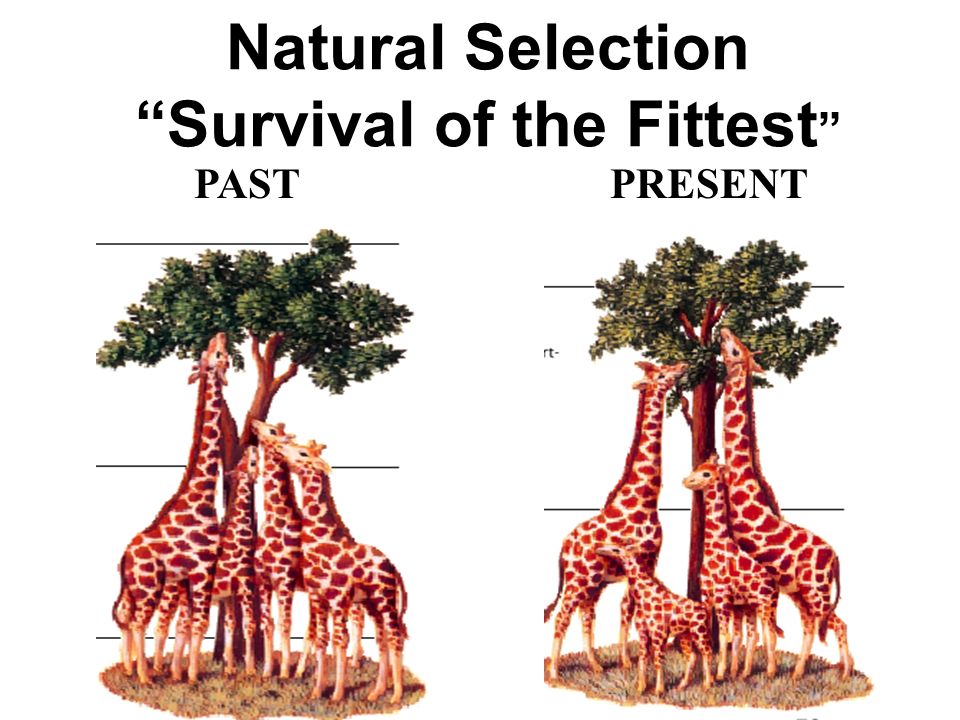 Survival of the Fittest vs. Natural Selection