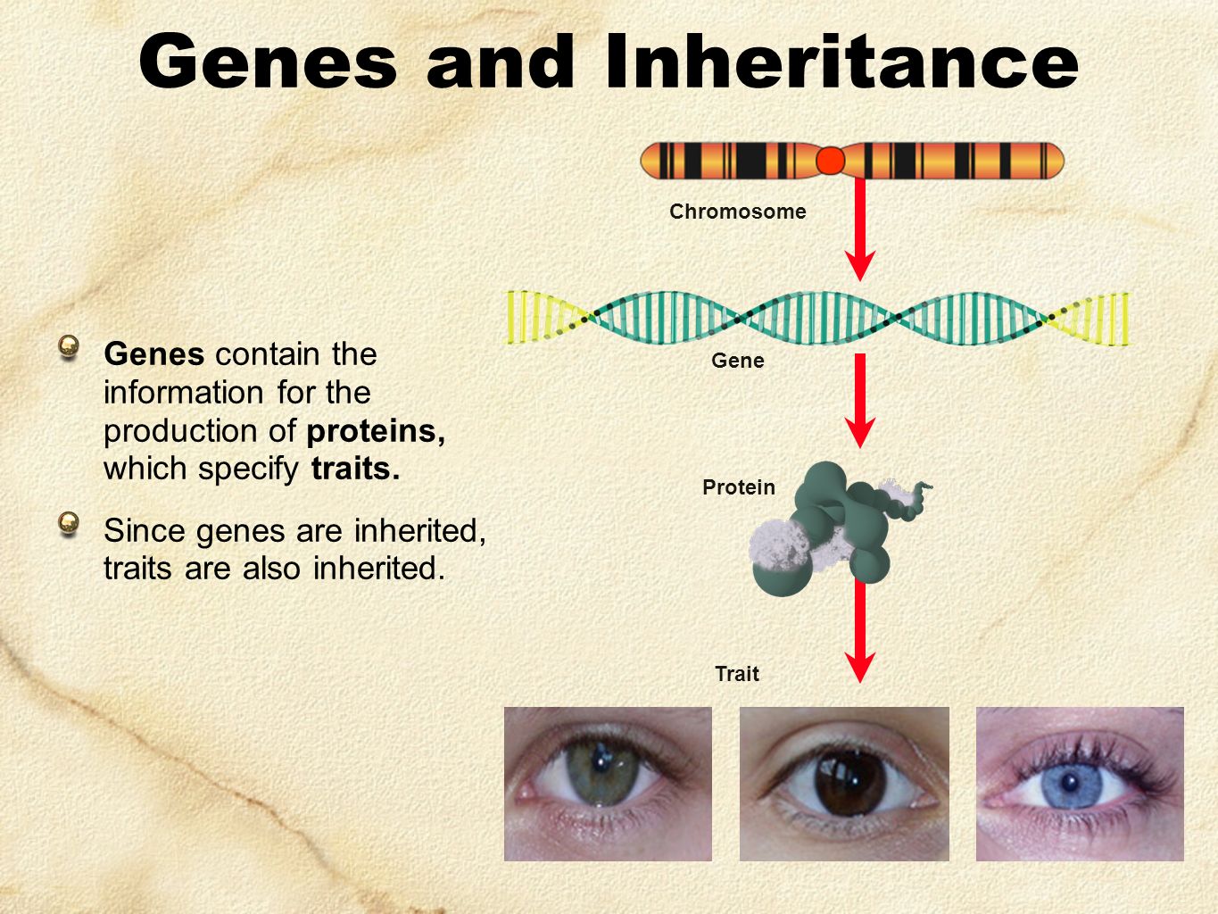 Trait Gene Protein Genes And Inheritance Genes Contain The Information For The Production Of Proteins Which Specify Traits Since Genes Are Inherited Ppt Download