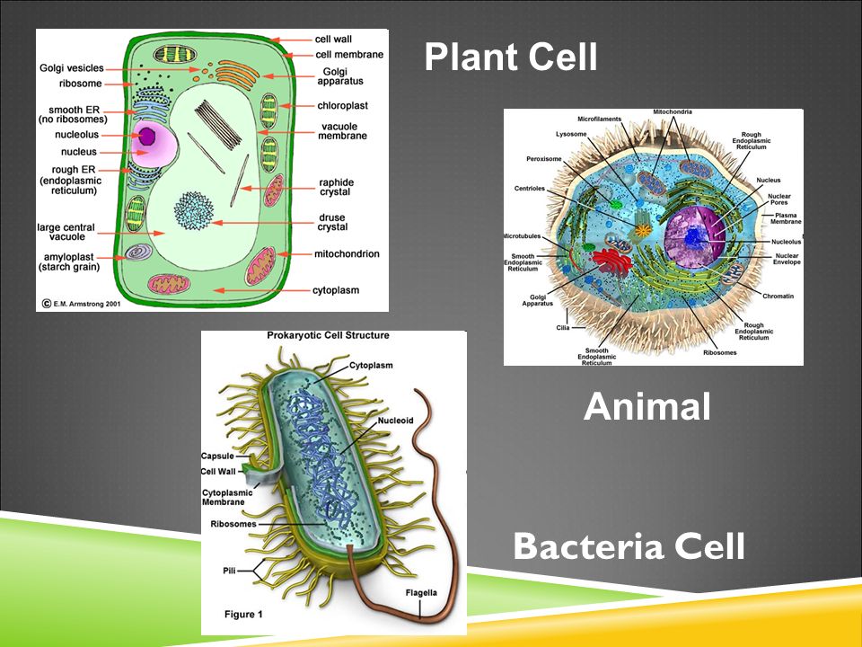 Plant Cell Animal Bacteria Cell. CELL STRUCTURE AND FUNCTION NOTES  Organelles: What you should know Organelles: What you should know Inner  Life of a Cell. - ppt download