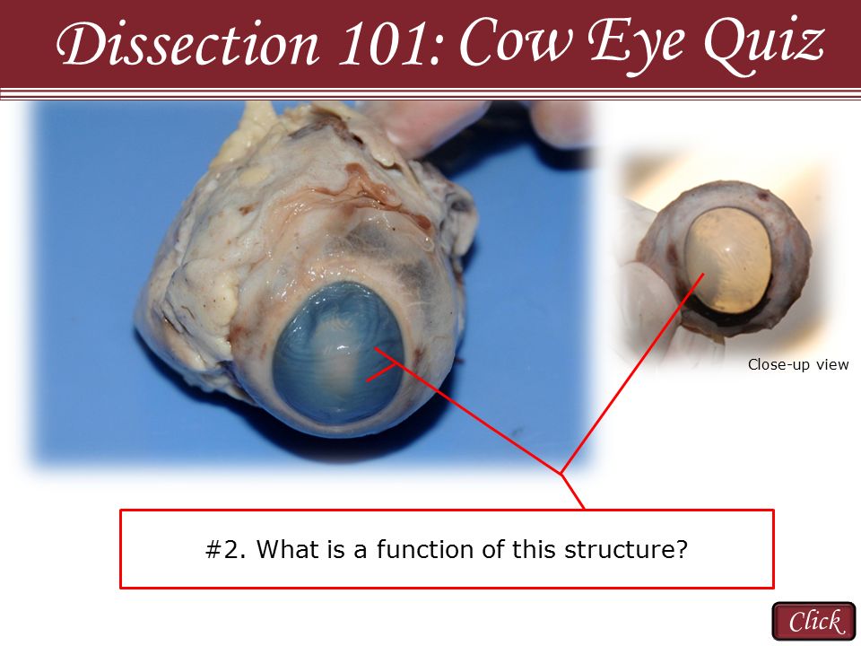 What modification of the choroid is found in the cow eye ideas in 2023 