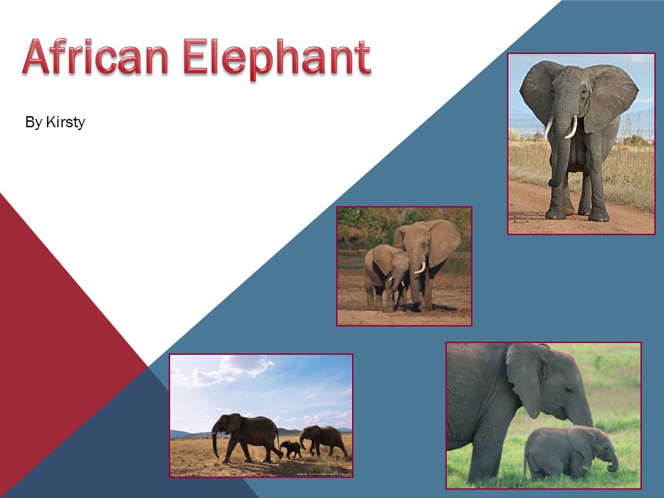 By Kirsty. African elephants are the largest land animals on Earth. They are slightly larger than their Asian cousins and can be identified by their larger. - ppt download By Kirsty. African elephants are the largest land animals on Earth. They are slightly larger than their Asian cousins and can be identified by their larger. - ppt download