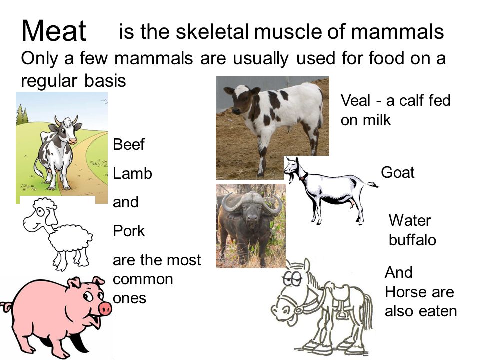 Meat is the skeletal muscle of mammals Only a few mammals are usually used  for food on a regular basis Beef Lamb and Pork are the most common ones Veal.  - ppt