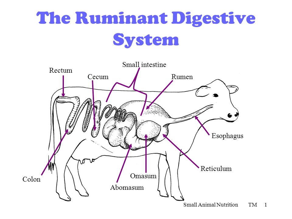 Anatomy And Physiology Of Farm Animals: Digestive, Circulatory and  Reproduction system - 2022