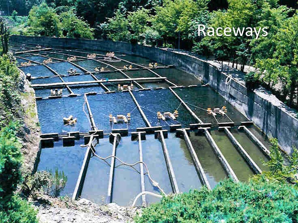 Raceways. Introduction Raceways are considered flow-through systems. Beging simple to construct they are some of the oldest designs in aquaculture. Water. - ppt download