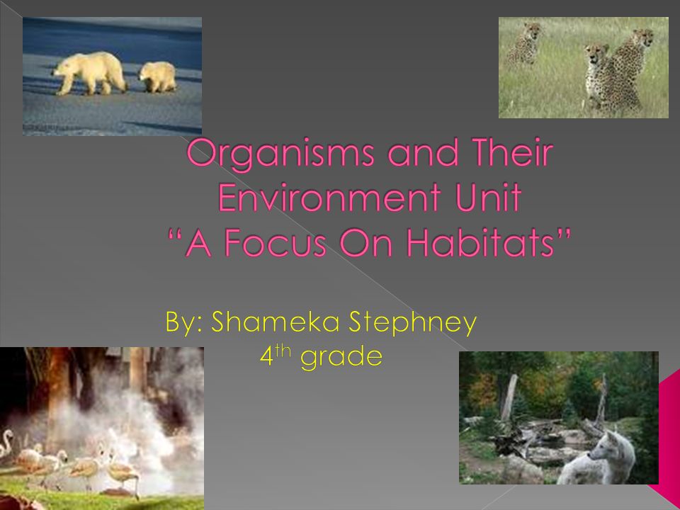 Your child will engage in the study of how animals adapt and survive in their  habitats. The different habitats that students will explore are:  Arctic/polar. - ppt download