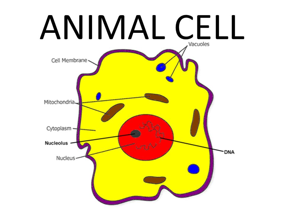 ANIMAL CELL. - ppt download