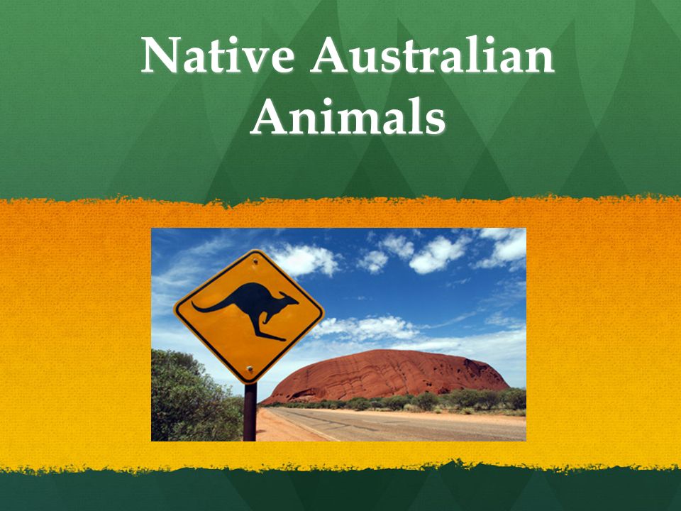 Native Australian Animals - ppt video online download