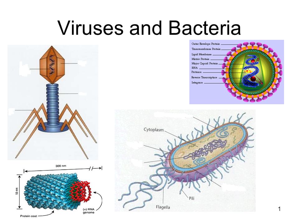 Virus vs virus. Вирусы и бактерии. Бактерии и вирусы под микроскопом. Вирусы биология 1. Бактерии vs вирусы.