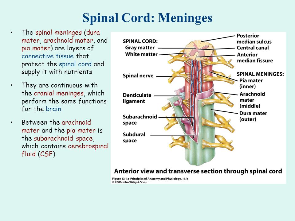 Spinal Cord: Meninges The spinal meninges (dura mater, arachnoid mater, and  pia mater) are layers of connective tissue that protect the spinal cord  and. - ppt video online download