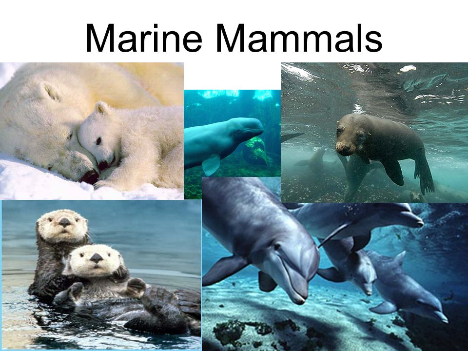 Marine Mammals. Mammals have a 4 chambered heart. Mammals are warm- blooded. They have hair/fur. Have mammary glands. Give birth to live young. - ppt download Marine Mammals. Mammals have a 4 chambered heart. Mammals are warm- blooded. They have hair/fur. Have mammary glands. Give birth to live young. - ppt download