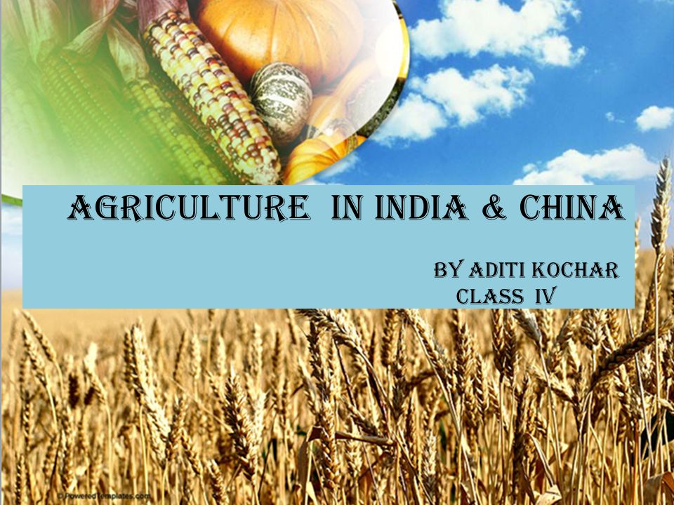 Agriculture in India & China by Aditi Kochar Class IV. - ppt download