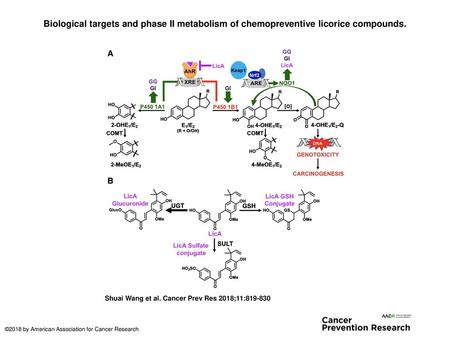 Biological targets and phase II metabolism of chemopreventive licorice compounds. Biological targets and phase II metabolism of chemopreventive licorice.