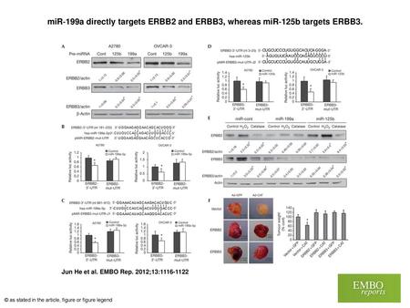 MiR‐199a directly targets ERBB2 and ERBB3, whereas miR‐125b targets ERBB3. miR‐199a directly targets ERBB2 and ERBB3, whereas miR‐125b targets ERBB3. (A)