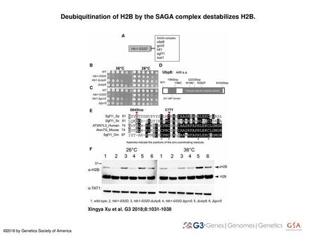 Deubiquitination of H2B by the SAGA complex destabilizes H2B.