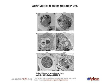 ΔsimA yeast cells appear degraded in vivo.