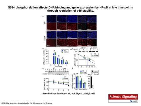 S534 phosphorylation affects DNA binding and gene expression by NF-κB at late time points through regulation of p65 stability. S534 phosphorylation affects.