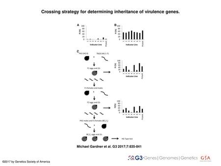 Crossing strategy for determining inheritance of virulence genes.