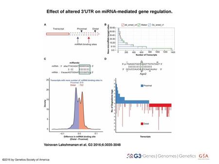 Effect of altered 3′UTR on miRNA-mediated gene regulation.