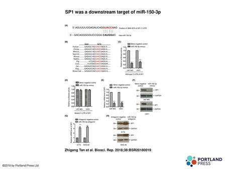 SP1 was a downstream target of miR-150-3p