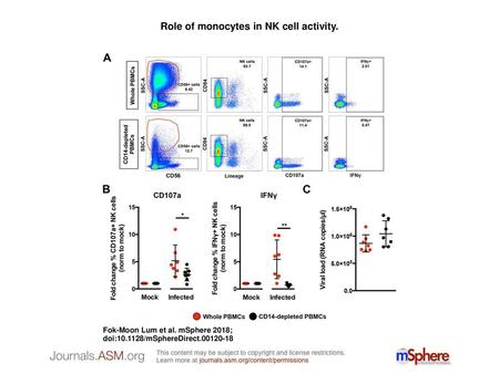 Role of monocytes in NK cell activity.