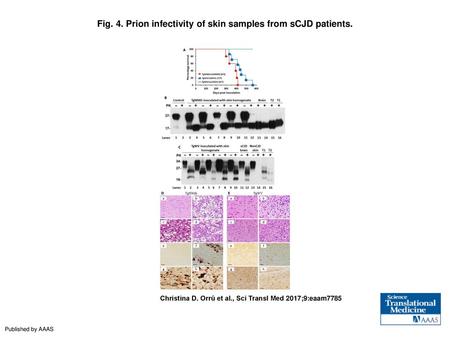 Fig. 4. Prion infectivity of skin samples from sCJD patients.