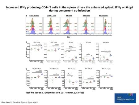 Increased IFNγ producing CD4+ T cells in the spleen drives the enhanced splenic IFNγ on 6 dpi during concurrent co‐infection Increased IFNγ producing CD4+