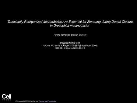 Transiently Reorganized Microtubules Are Essential for Zippering during Dorsal Closure in Drosophila melanogaster  Ferenc Jankovics, Damian Brunner  Developmental.