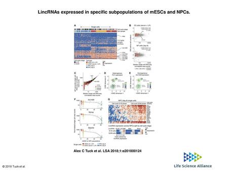 LincRNAs expressed in specific subpopulations of mESCs and NPCs.