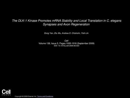 The DLK-1 Kinase Promotes mRNA Stability and Local Translation in C