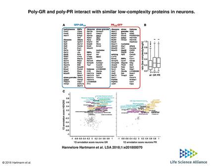 Poly-GR and poly-PR interact with similar low-complexity proteins in neurons. Poly-GR and poly-PR interact with similar low-complexity proteins in neurons.