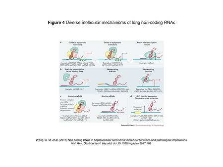 Figure 4 Diverse molecular mechanisms of long non-coding RNAs