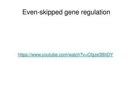 Even-skipped gene regulation