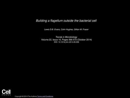 Building a flagellum outside the bacterial cell