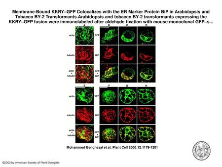 Membrane-Bound KKRY–GFP Colocalizes with the ER Marker Protein BiP in Arabidopsis and Tobacco BY-2 Transformants.Arabidopsis and tobacco BY-2 transformants.