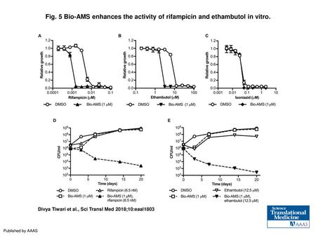 Bio-AMS enhances the activity of rifampicin and ethambutol in vitro